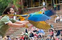 Exotic Bird Show at Jungle Park in Tenerife