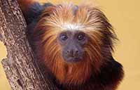 Golden Lion Tamarin at Monkey Park in Tenerife