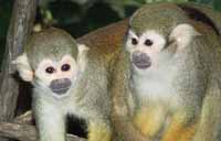 Squirrel Monkey at Monkey Park in Tenerife